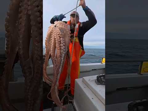 Insane Battle with a Huge Fish Stealing Octopus!  #fishtough #fishing #seafood