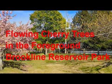 Brookline Reservoir Park | ব্রুকলীন রিসারভয়ের পার্ক এর মনোমুগ্ধকর দৃশ্য উপভোগ করুন | Virtual Walk
