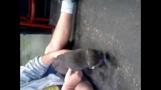 Toby needs a home for the holidays!!!