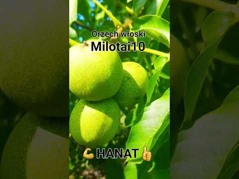 Orzech włoski jedna z najlepszych odmian Milotai 10 💪👍😀