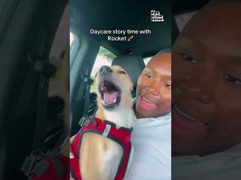 Un chien dramatique demande comment s'est déroulée la garde d'enfants