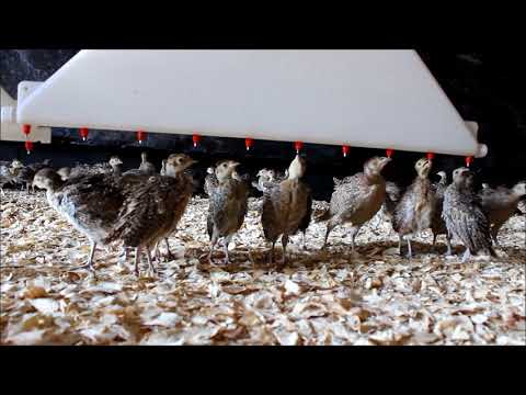 Rearing Pheasants on Nipple Drinkers