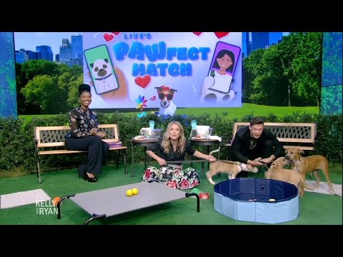 Help Your Dog Beat the Heat with Dr. Aziza Glass