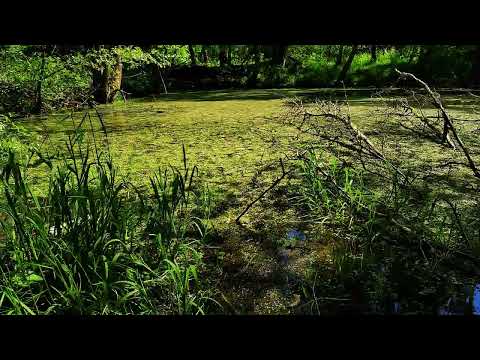 ℝechot żab nad leśnym stawem - odgłosy natury, kumkanie żab