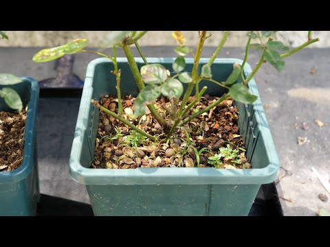 盆栽雜草
