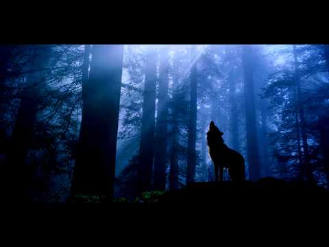 Вой волка (3D звук)