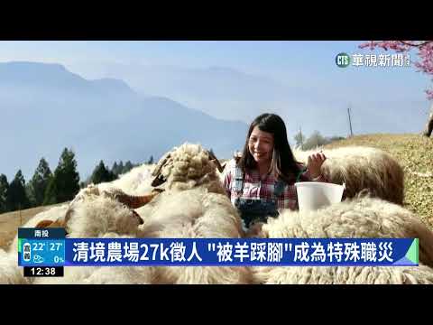 清境農場27k徵人　「被羊踩腳」成為特殊職災