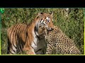 13 Deadliest Tiger Attacks Caught On Camera