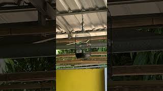 Download lagu Pleci lokal sulawesi ngalas #plecigacor #plemanrumahan @PleciManiamateri @plecinusantara mp3 Download lagu Pleci lokal sulawesi ngalas #plecigacor #plemanrumahan @PleciManiamateri @plecinusantara mp3