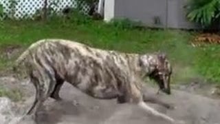 Happiest Greyhound in America - Dirty Dog - Too Cute - Crazy Dog - Greyhound Dog - Rescued Greyhound
