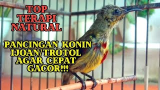 Download lagu TERAPI KONIN IJOAN/TROTOL AGAR IKUT GACOR!!!! COCOK BUAT PANCINGAN KOLIBRI NINJA!!!! mp3