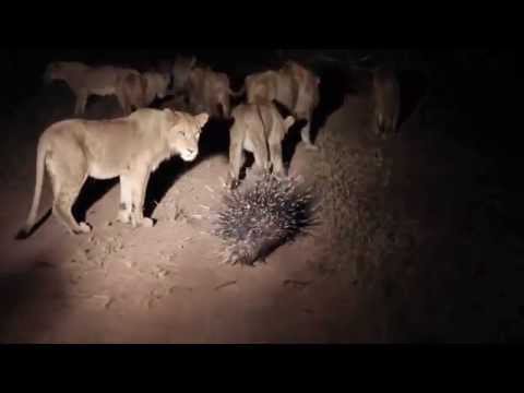 Stachelschwein schlägt Löwenrudel in die Flucht
