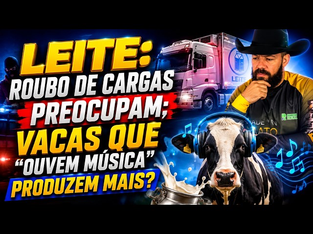 Leite: roubo de cargas preocupam; vacas que “ouvem música” produzem mais?