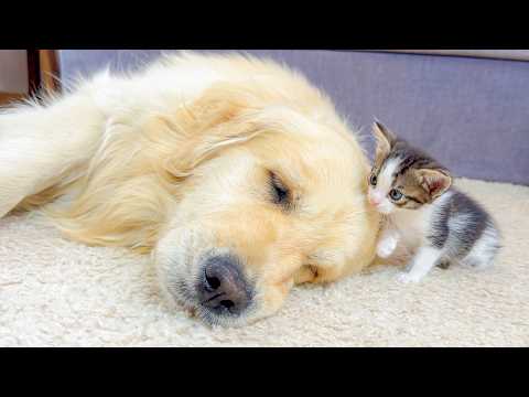 YouTube 썸네일