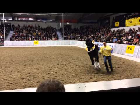 Finest v Fürstenball Verden 2014