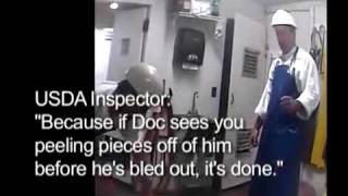 HSUS Veal Slaughterhouse Undercover Investigation