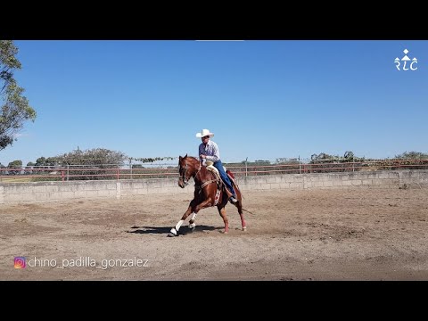 EL CAMINO AL FUTURITY VIP - Capítulo 11 (Parte 5)