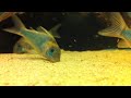 Corydoras eques Corydoras eques