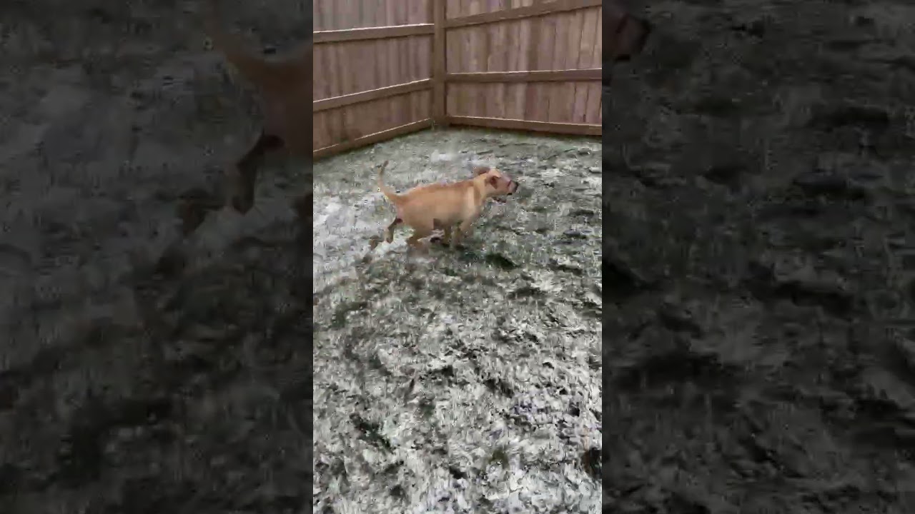 Enlarge Memory, a Adoptable mixed breed in Watertown, WI video 6/6