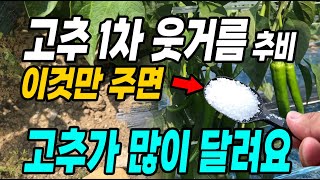 고추 많이따려면 1차 웃거름은 이것만 주면 고추가 많이 달려요! 고추농사 대박나는 방법