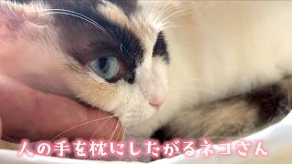 知人の猫がにんげんの手をやたら枕にしたがるから困ってます ［保護猫モネ］