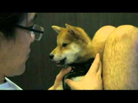 我們家三個月大的小柴犬Luna會說I love you喲！(原發表者:luna20100601)(影片)