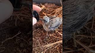 Baby morning dove needed some help because mama bird abandoned the nest #wildlife #babyanimals
