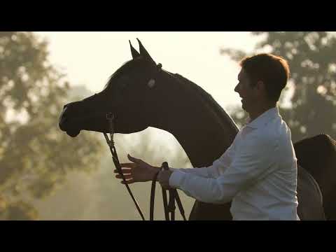 D HAYEL - Al Thamer Stud