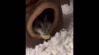 おやつを放り投げる🐹