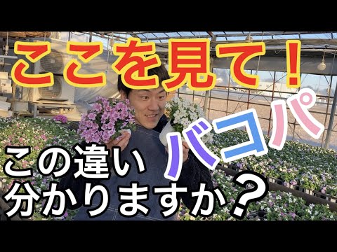 園芸 バルコニー バコパ、観賞用バコパ