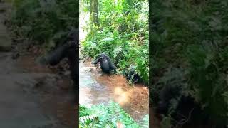 Gorilla trekking adventure in Bwindi National park