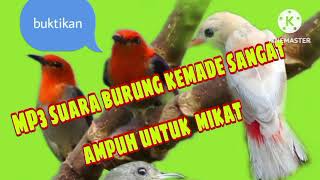Download lagu 1 JAM MP3.,.SUARA BURUNG KEMADE COCOK UNTUK MIKAT,,,DAN MANCING KEMADE BUKA PARUH mp3 Download lagu 1 JAM MP3.,.SUARA BURUNG KEMADE COCOK UNTUK MIKAT,,,DAN MANCING KEMADE BUKA PARUH mp3