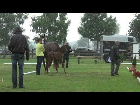 Sudweyher Fohlenschau 2014 - Kat.-Nr. 64