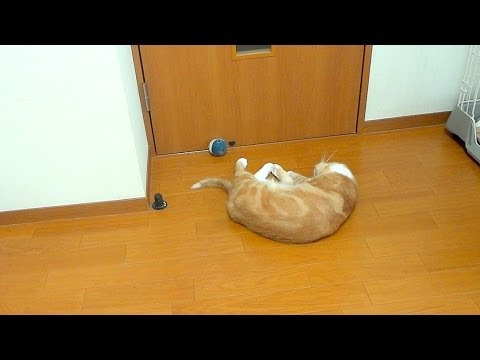 何故か倒れる猫　- why does my cat falls down ? -