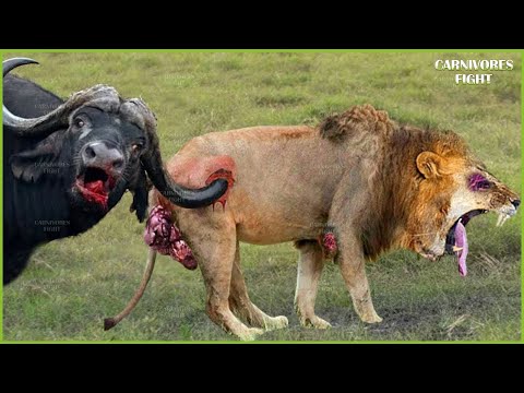 30 Tragic Moments! Buffalo Mother Gets Angry Use Horns Attack Lion King To Protect Baby Buffalo