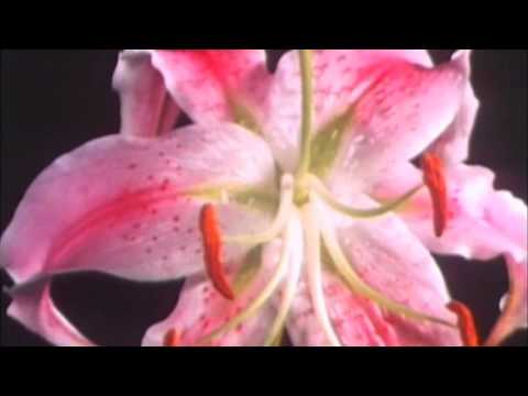 Sender Berlin - Nana 07 (1999)