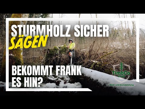 Working with storm-damaged timber – recognizing risks and sawing safely | TimbCo GmbH