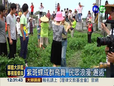 雲林紫斑蝶季 數量銳減盛況不再