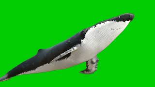 Download lagu top 4 whale green screen no copyright || whale green screen video || mondal screen mp3 Download lagu top 4 whale green screen no copyright || whale green screen video || mondal screen mp3