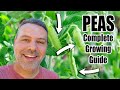 How to Grow Peas // Complete Growing Guide