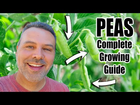 How to Grow Peas // Complete Growing Guide