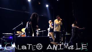 Galateo Animale