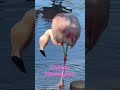 Come And See Our Chilean Flamingoes At Auchingarrich Wildlife Park