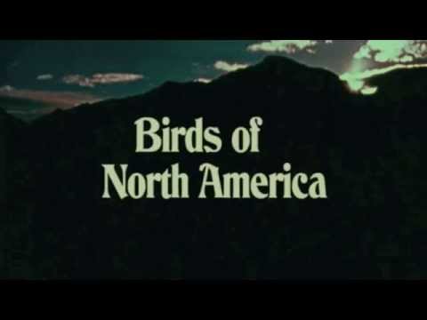 Birds of North America by PQMQ. Workshop