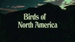Birds of North America by PQMQ. Workshop