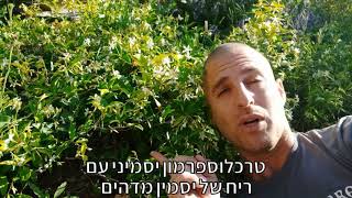 טרכלוספרמון יסמיני עם ריח נהדר של יסמין באביב