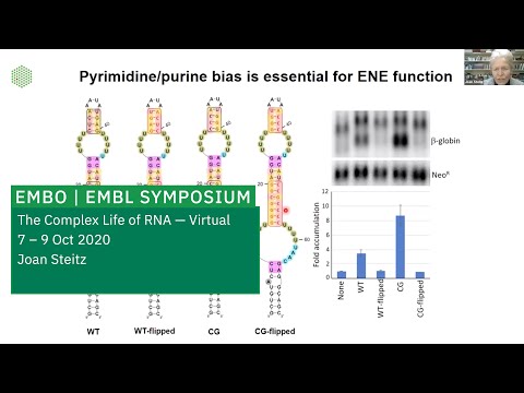 EMBL Keynote Lecture: Viral Noncoding RNAs: Approaching answers