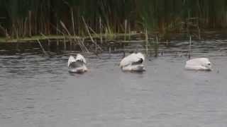 American White Pelican
