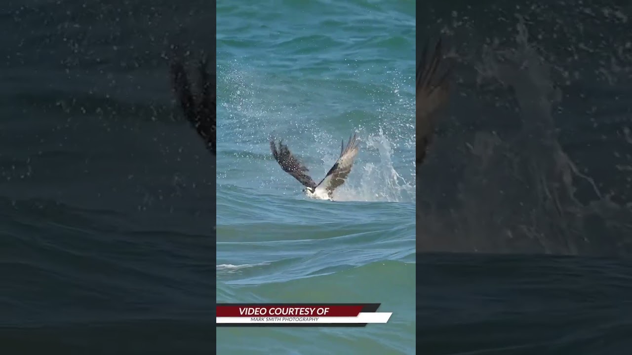 Bald Eagle Dives Water And Catch Fish #fishing #bird #eagles