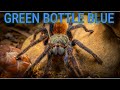 Is This the Best Beginner Tarantula?  Green Bottle Blue | Chromatopelma  cyaneopubescens Care Guide